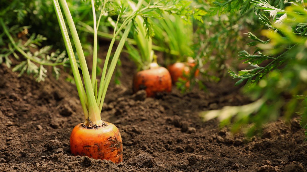 Zelináři: Zlevnění potravin nečekejte. Zdražovat se bude i kvůli Bruselu